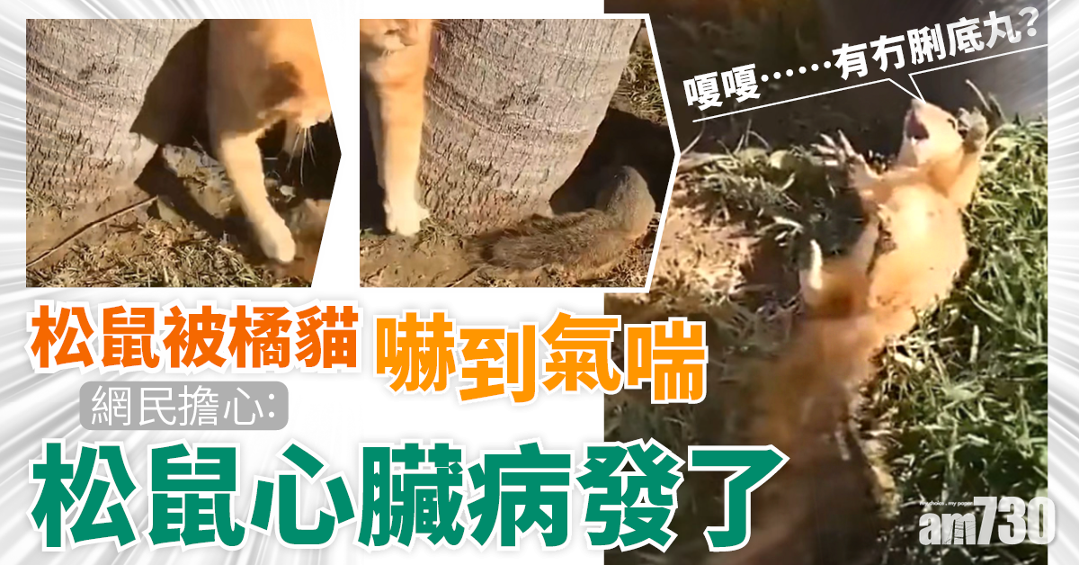 網上熱話｜松鼠被黃貓嚇到急喘氣   網民︰松鼠心臟病發了