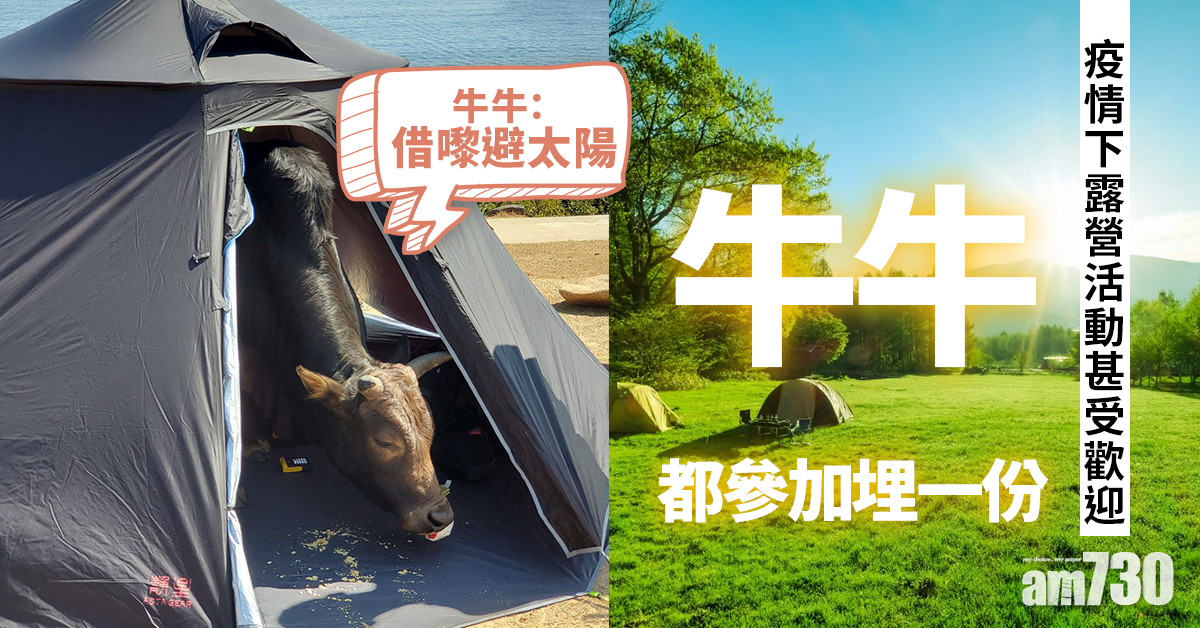 牛牛也露營 「登堂入室」享用營友帳幕