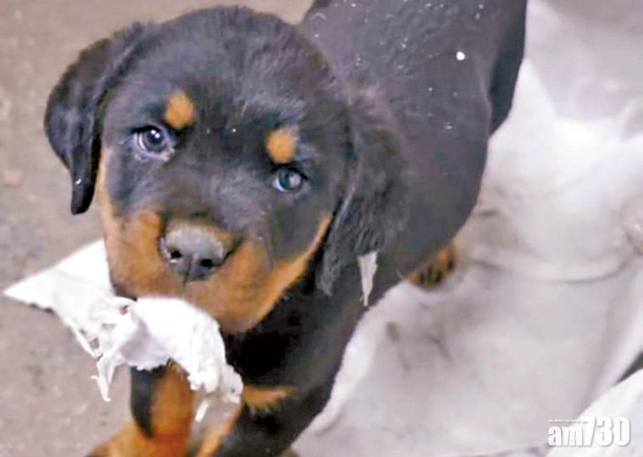 疑見幼犬困籠感可憐 兩中年婦盜狗屯門落網