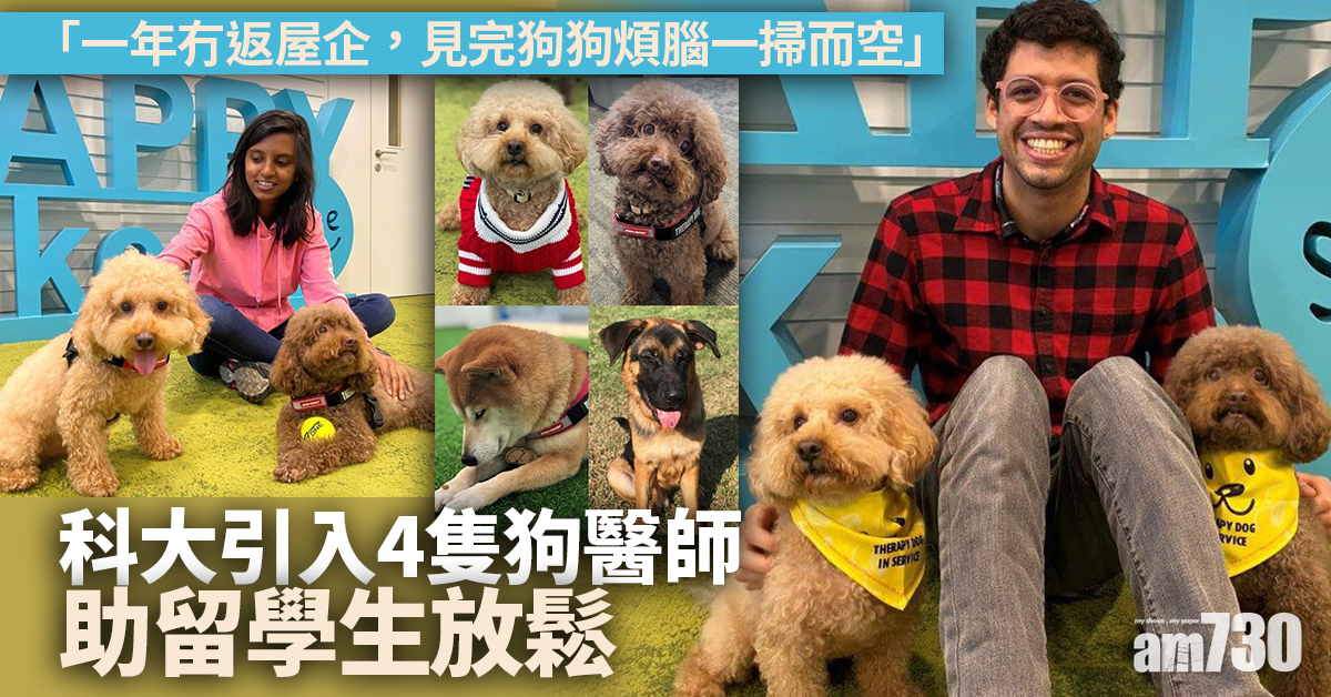 清空煩腦｜4 Cute爆治療犬加盟科大 助學生放鬆心情