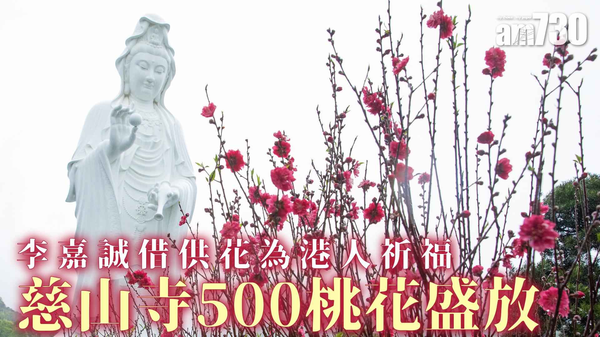 李嘉誠借供花為港人祈福 慈山寺500桃花盛放