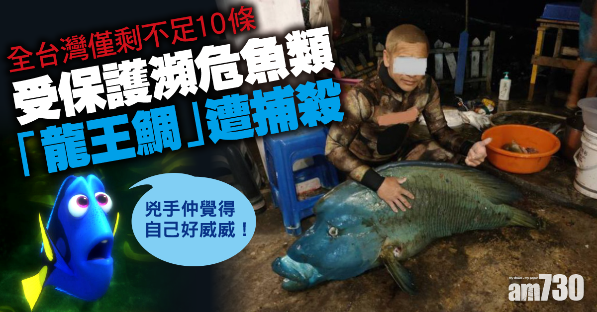 蘭嶼男捕殺龍王鯛炫耀 全台僅剩不足10條