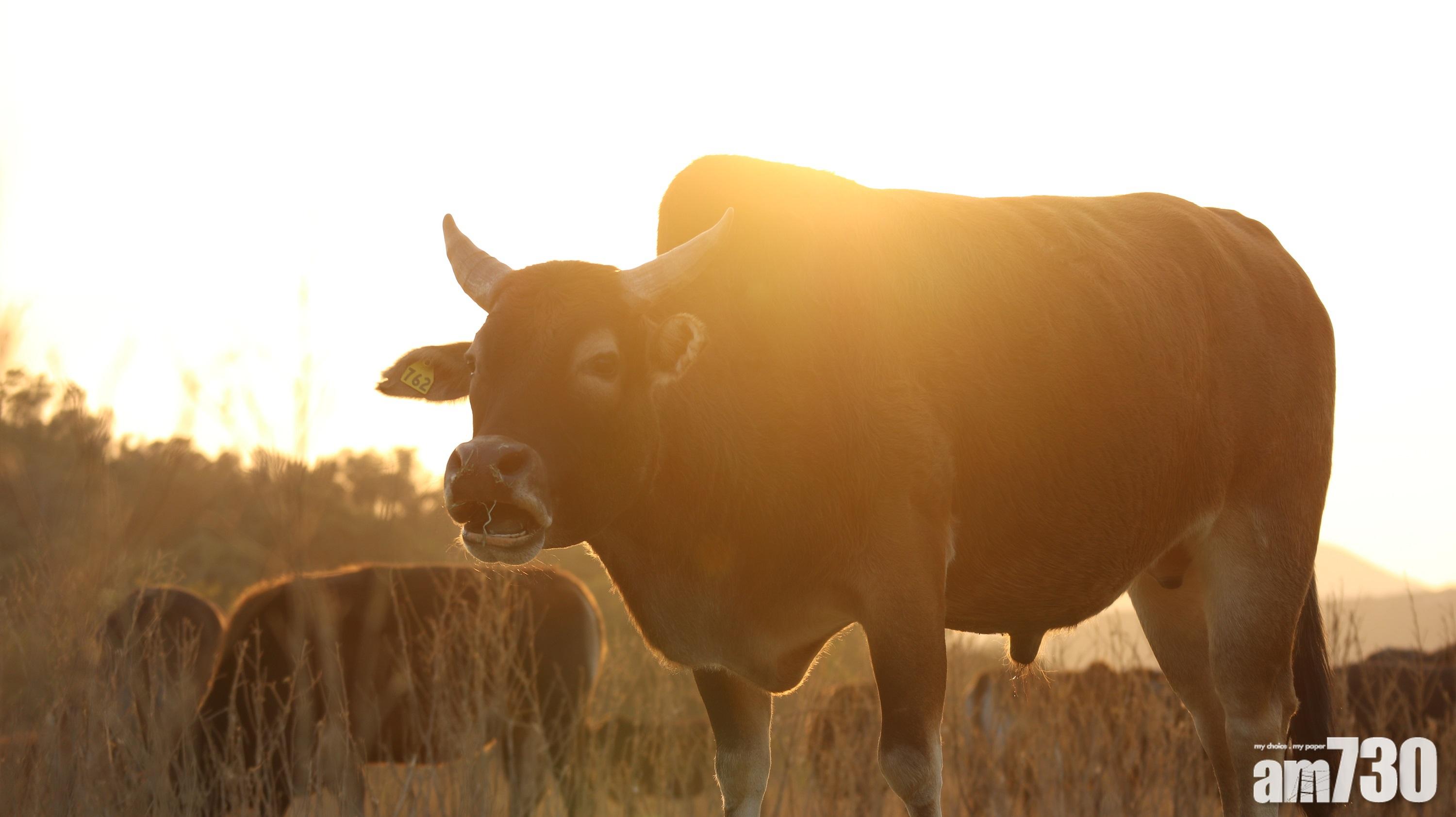 新春行大運｜大年初一去邊區可以迎「財神」接「喜神」？