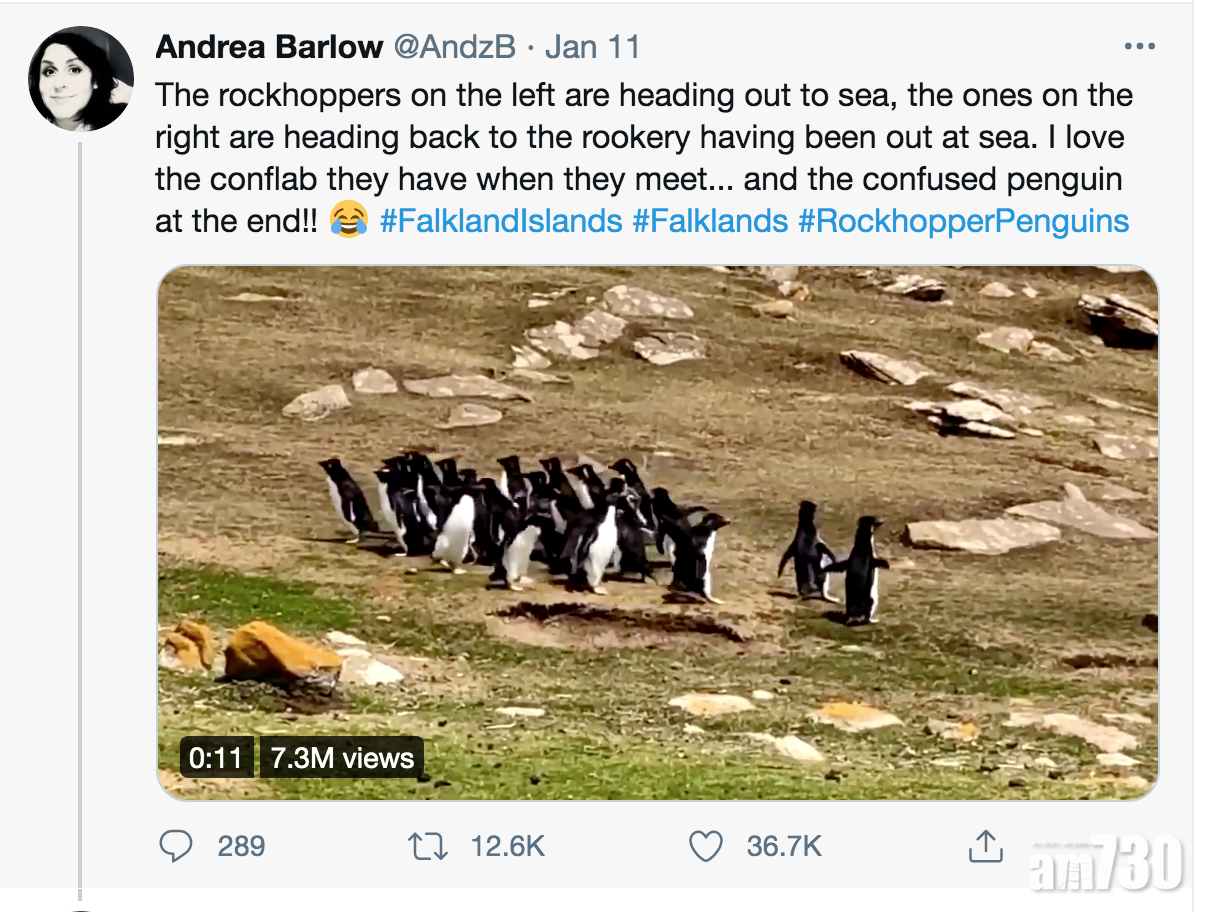 2隊企鵝興奮相遇 傻萌隊員跟錯隊 同伴急追：快回來！