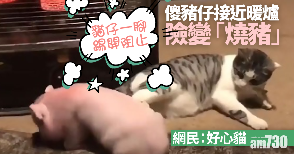 網上熱話｜貓仔一腳踢開豬仔  網民︰小心變烤乳豬