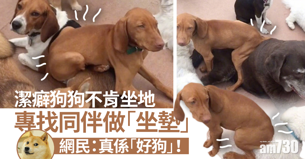 網上熱話｜狗狗不肯坐地找同伴做「坐墊」   網民︰佢有潔癖