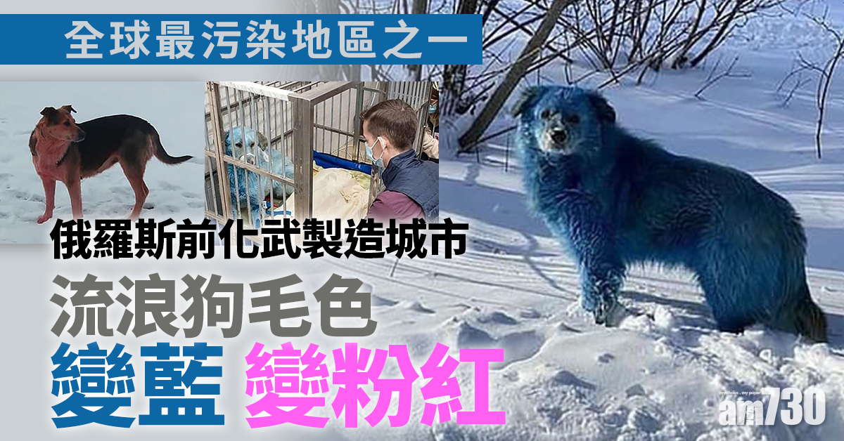 污染疑雲｜俄羅斯前化武製造城市 流浪狗毛色變藍變粉紅