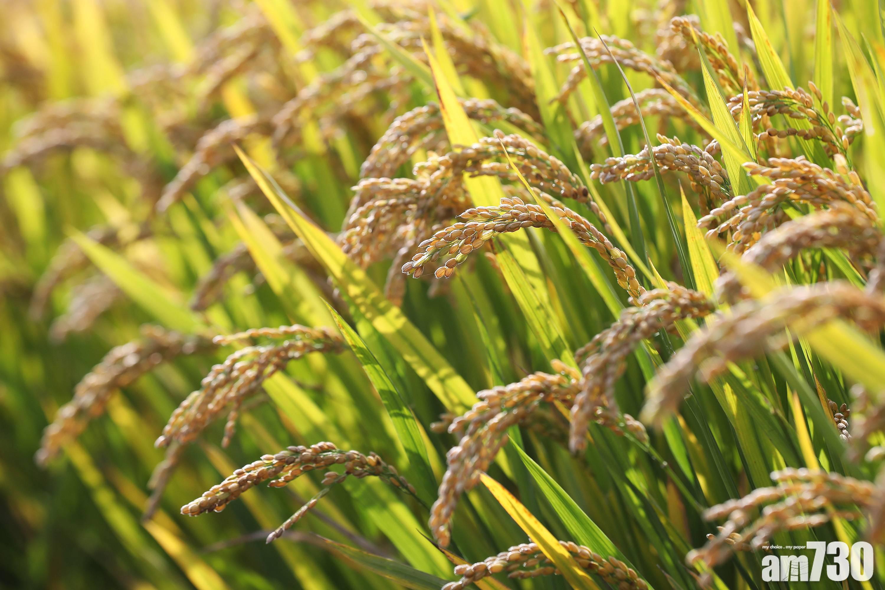 糧食剛需勢增 農業農村部：牢牢守住18億畝耕地紅線