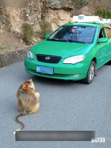 金絲猴包圍的士索食物 司機：有點興奮