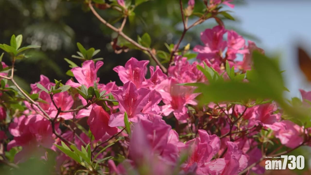 網上賞花｜下月7日虛擬遊動植物公園賞杜鵑 免費報名限500人