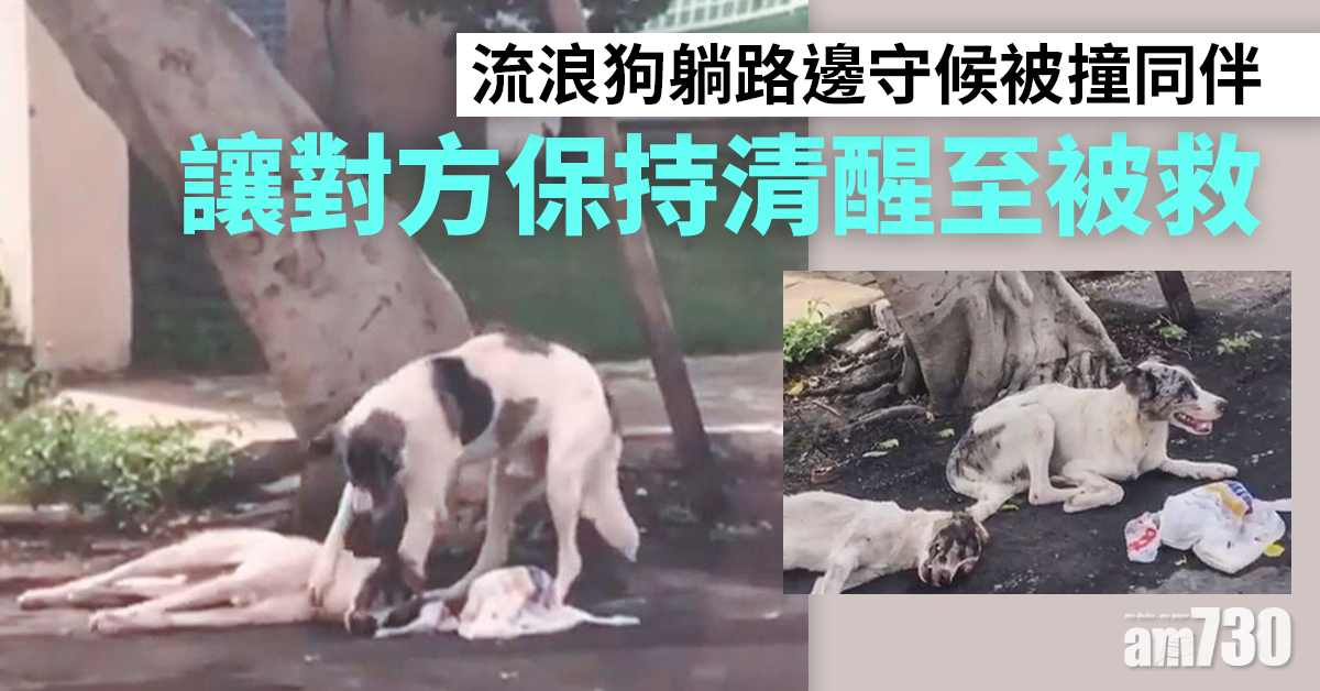 有情有義｜流浪狗躺路邊守候被撞同伴 讓對方保持清醒至被救
