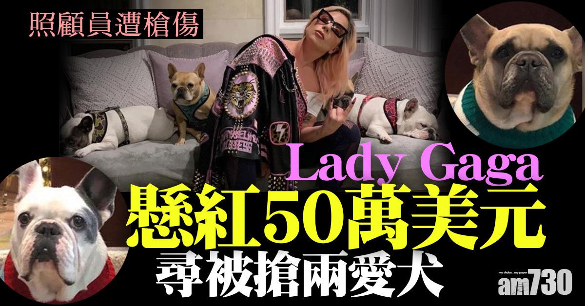 懸紅尋犬｜Lady Gaga兩愛犬被搶　照顧員遭槍傷