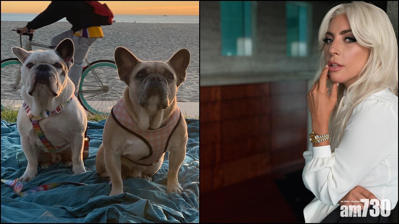 懸紅尋犬｜Lady Gaga兩愛犬尋回無受傷  兩疑犯仍然在逃