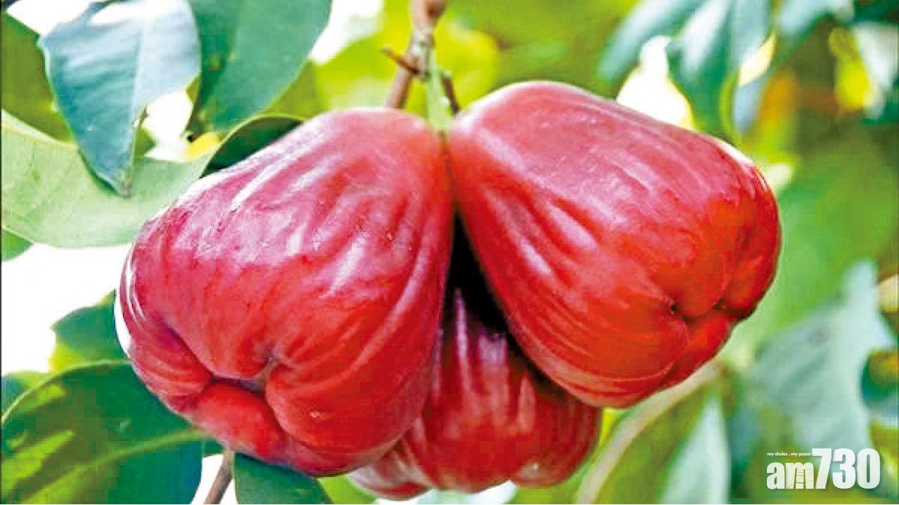 水果何辜 觀望菠蘿被禁情況 陸商突停進口高雄蓮霧