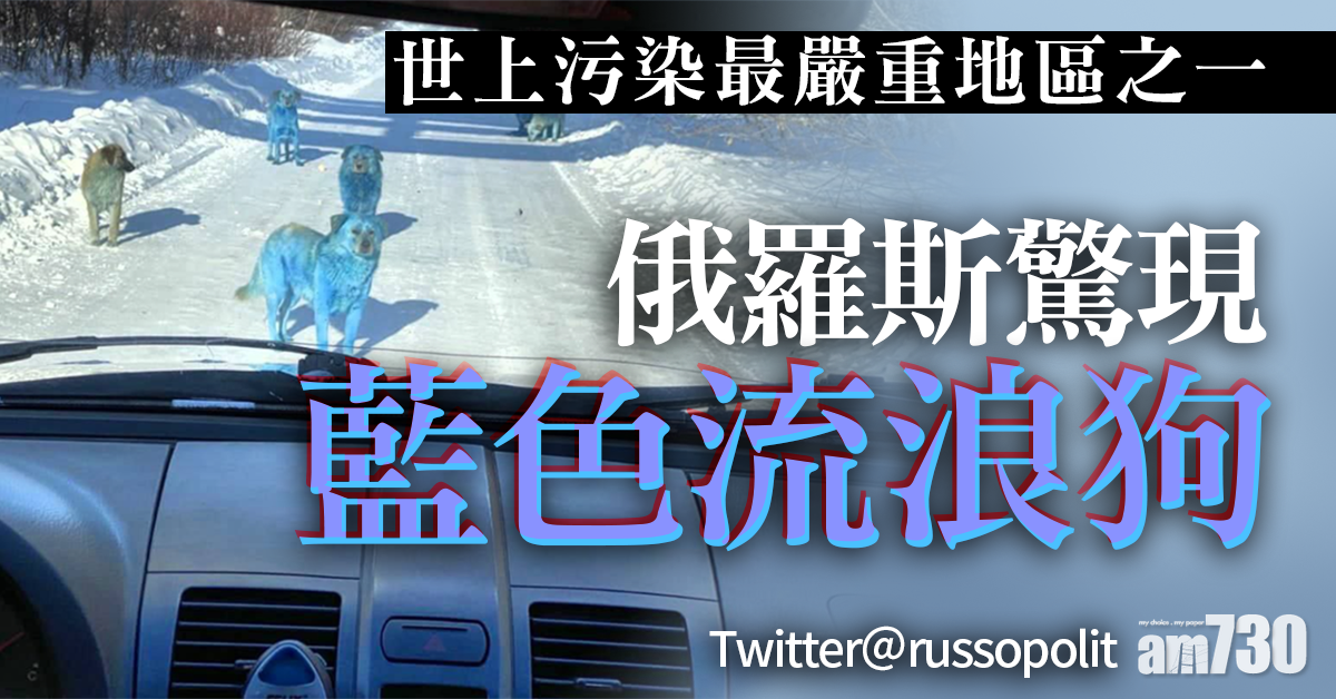 俄羅斯司機路上遇藍色流浪狗 真相與化工廠有關？