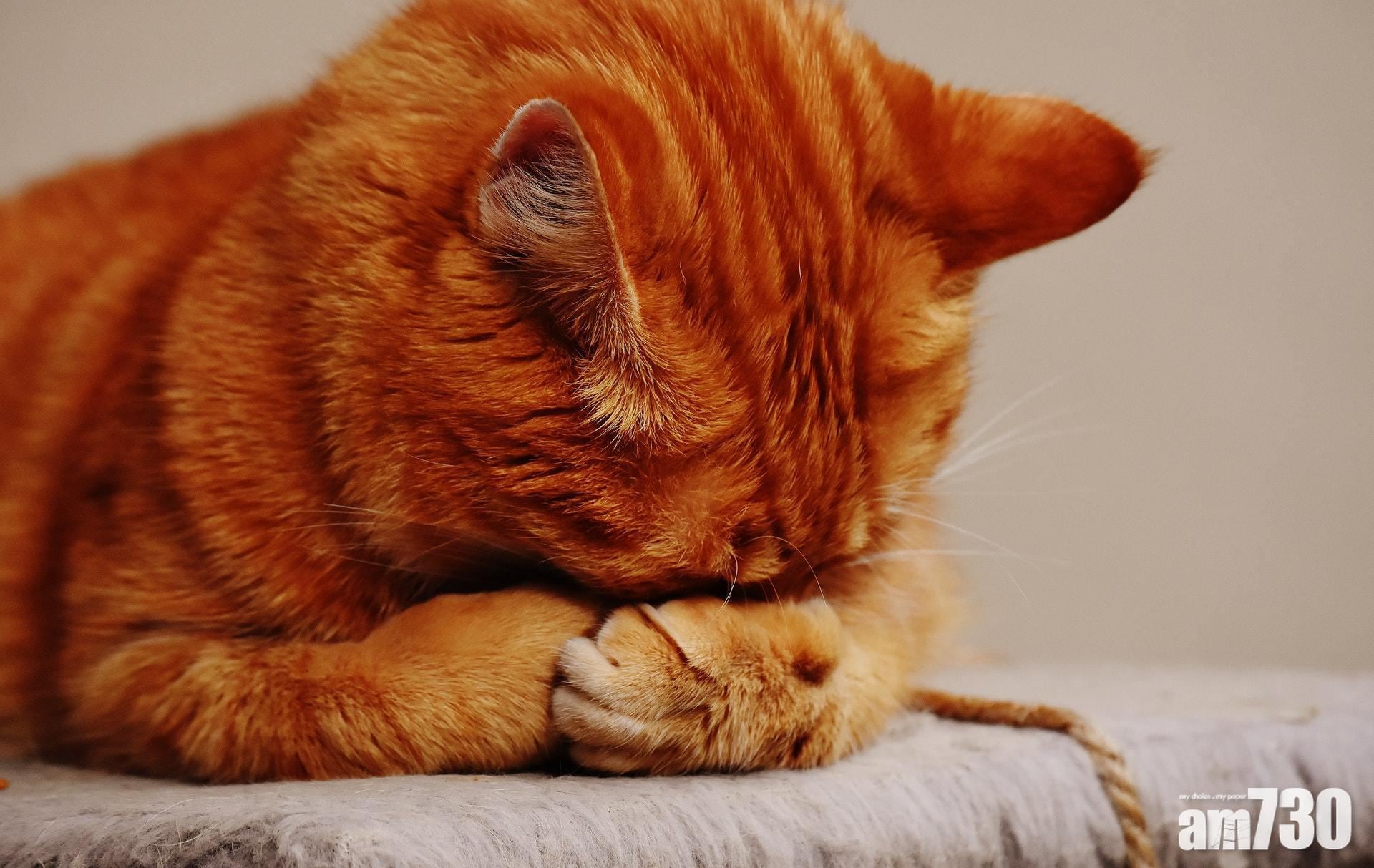 多圖：毛孩天地｜畫家描繪枕頭爭奪戰　大量網民曬相：歷史驚人地相似