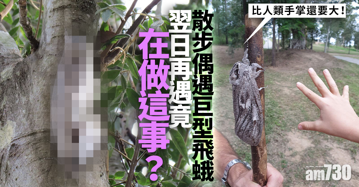 散步偶遇巨型飛蛾 翌日再遇竟在做這事？
