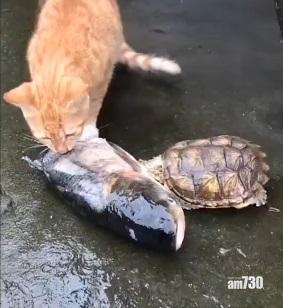 網上熱話｜黃貓與龜龜同享肥魚  網民︰到最後才知誰是老大