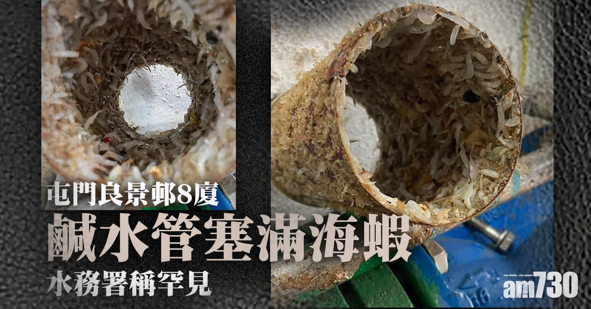 海蝦水管｜屯門良景邨8廈鹹水管塞滿海蝦 水務署稱罕見