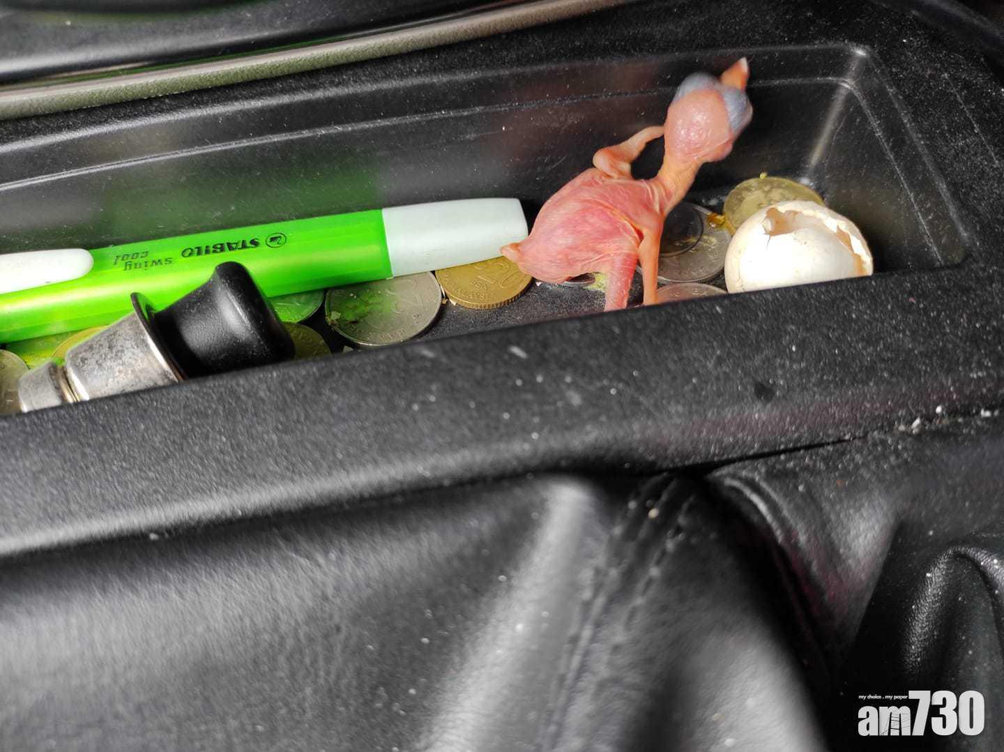 男子隨手撿了顆蛋 2天後竟在汽車孵出小鳥？