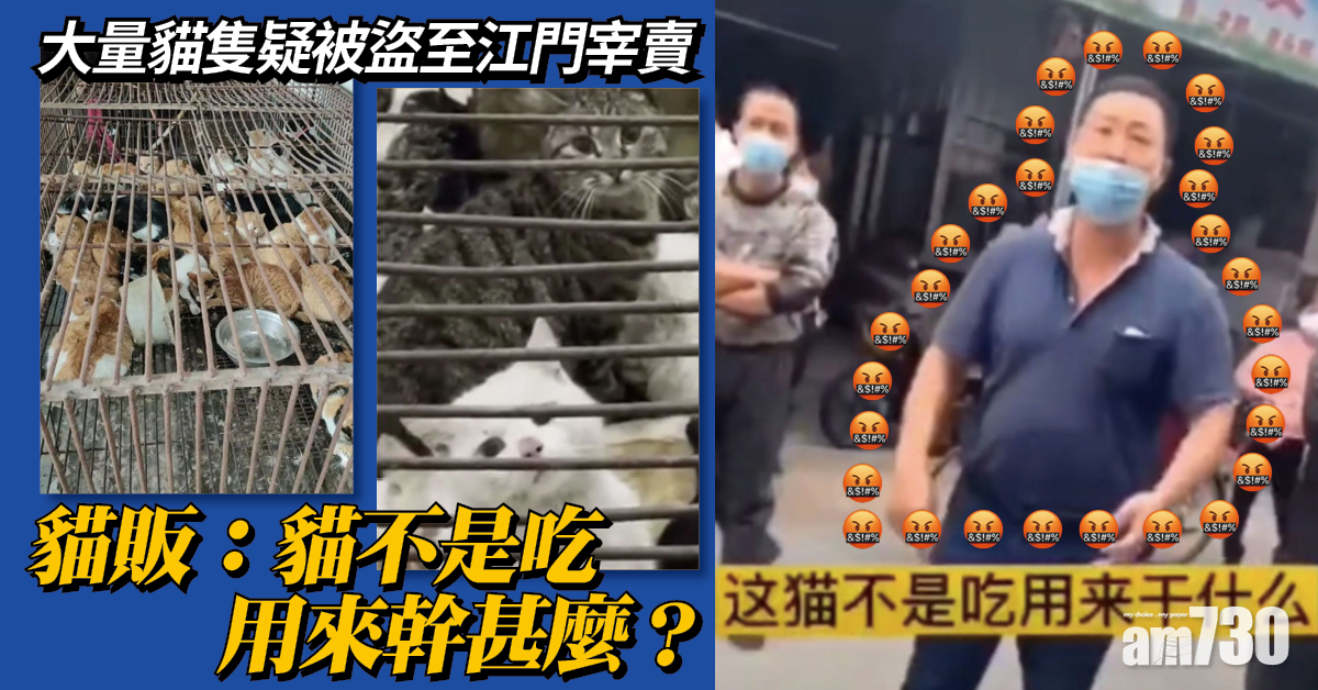 大量貓隻疑被盜至江門宰賣 貓販：貓不是吃用來幹甚麼？