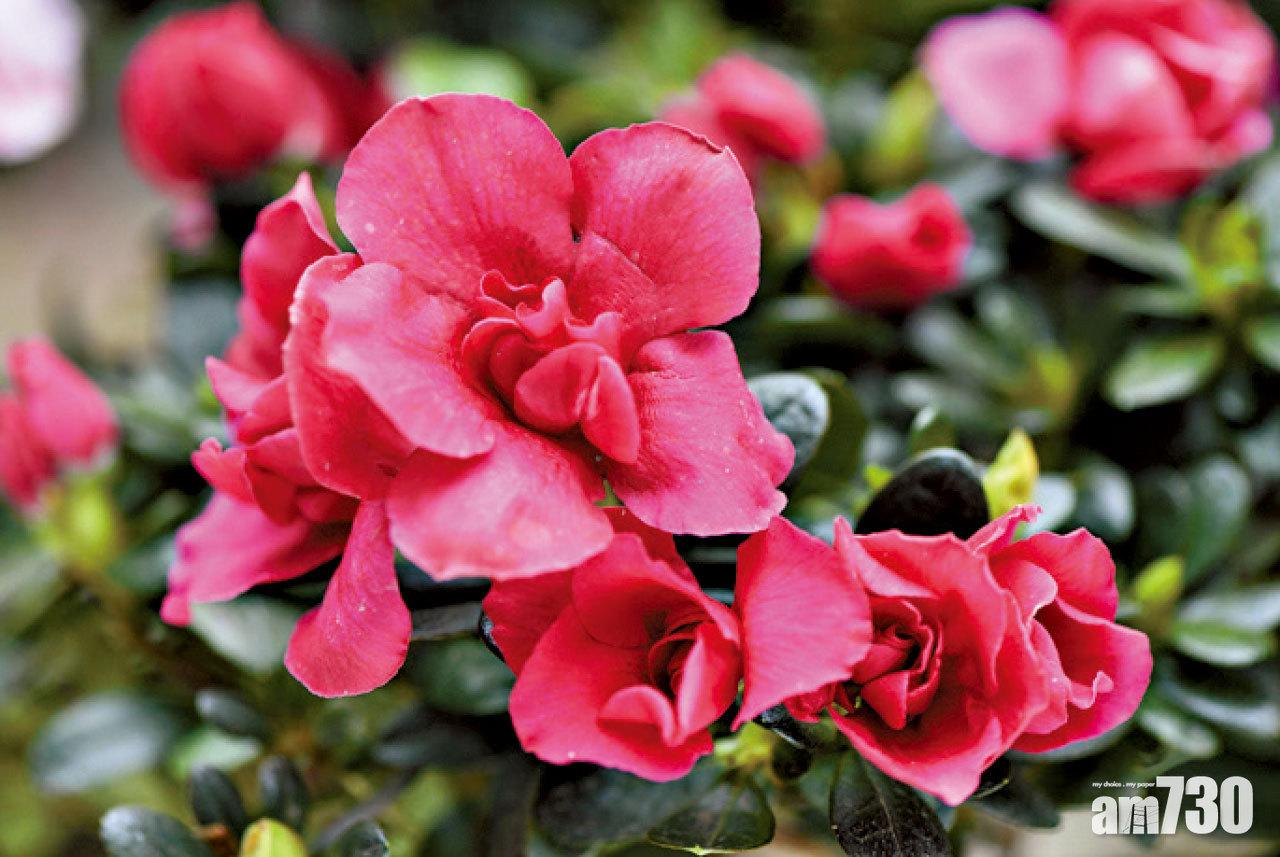 《香港花卉展覽》移師網上 家中欣賞「花中西施」