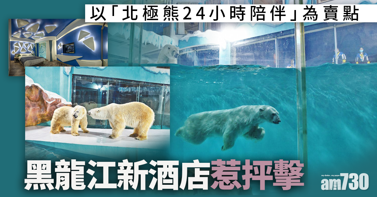 以「北極熊24小時陪伴」為賣點 黑龍江新酒店惹抨擊