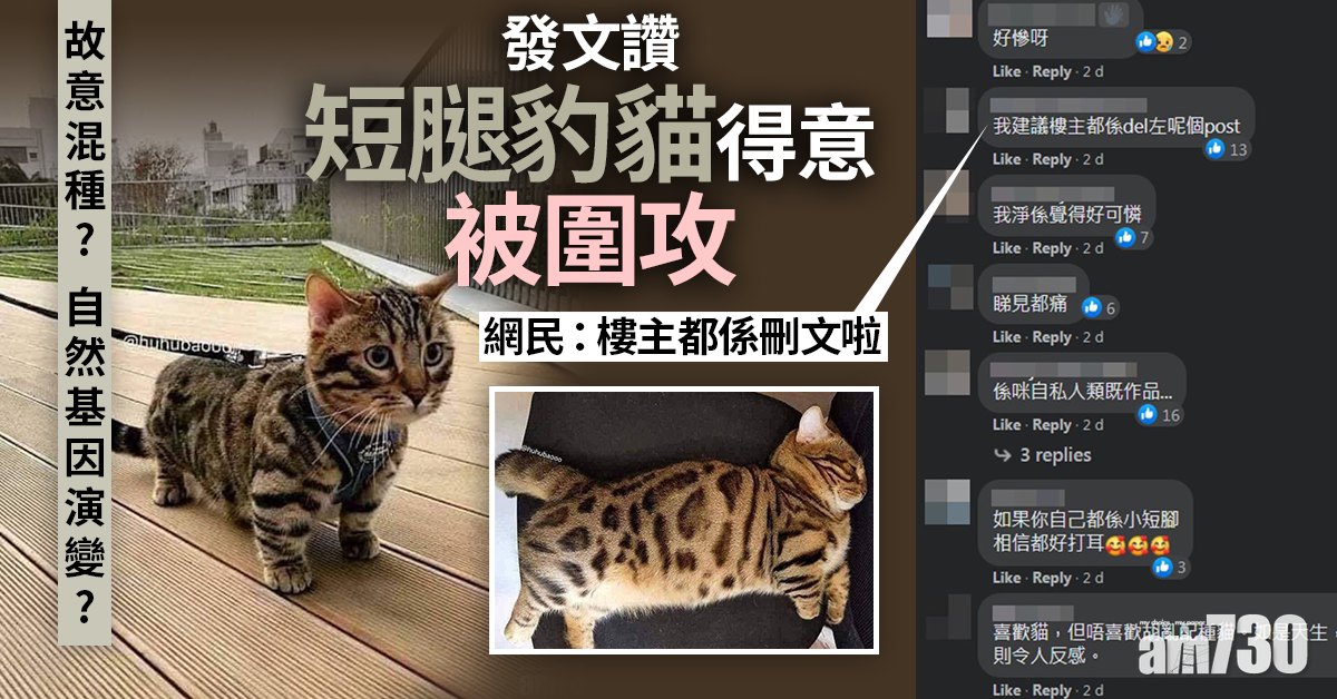 毛孩天地｜發文讚短腿豹貓被圍攻　網民：樓主都係刪文啦