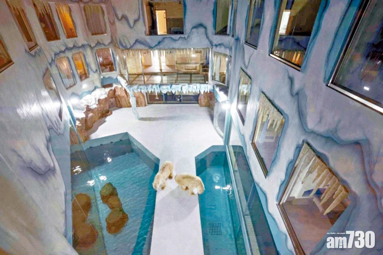 「北極熊24小時陪伴左右」作賣點 全球首家哈爾濱北極熊酒店開幕