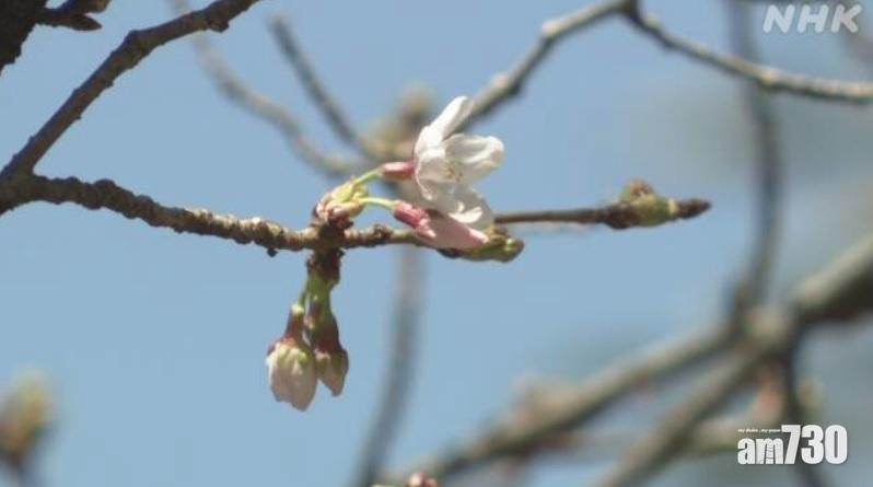 賞櫻季節｜東京染井吉野櫻早12日開花 平去年最早開花紀錄