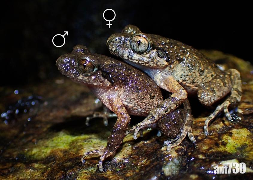(有片)變變變生命力｜港蛙交配「反傳統」？