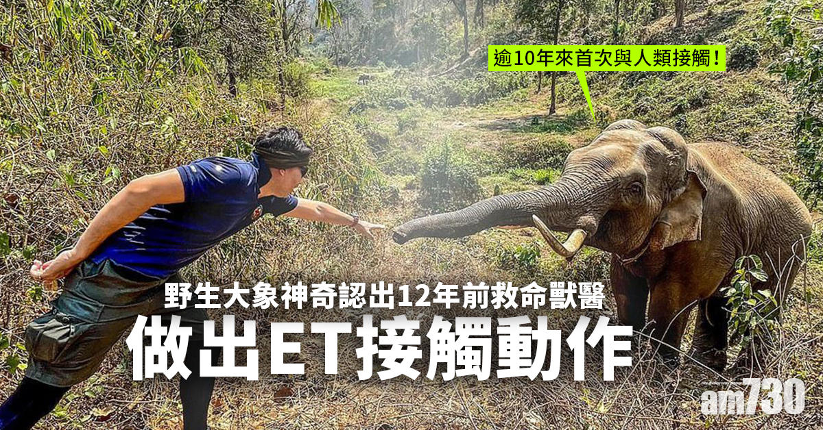 感動｜野生大象神奇認出12年前救命獸醫  做出ET接觸動作