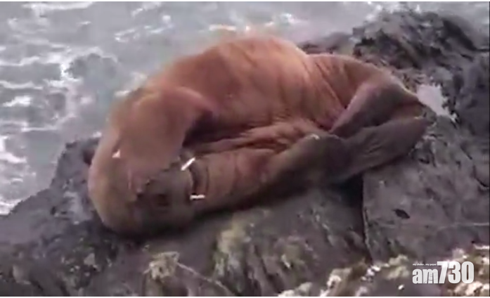 蕩失路｜北極海象17年來首現愛爾蘭  疑睡著隨冰山漂流醒來神精迷茫