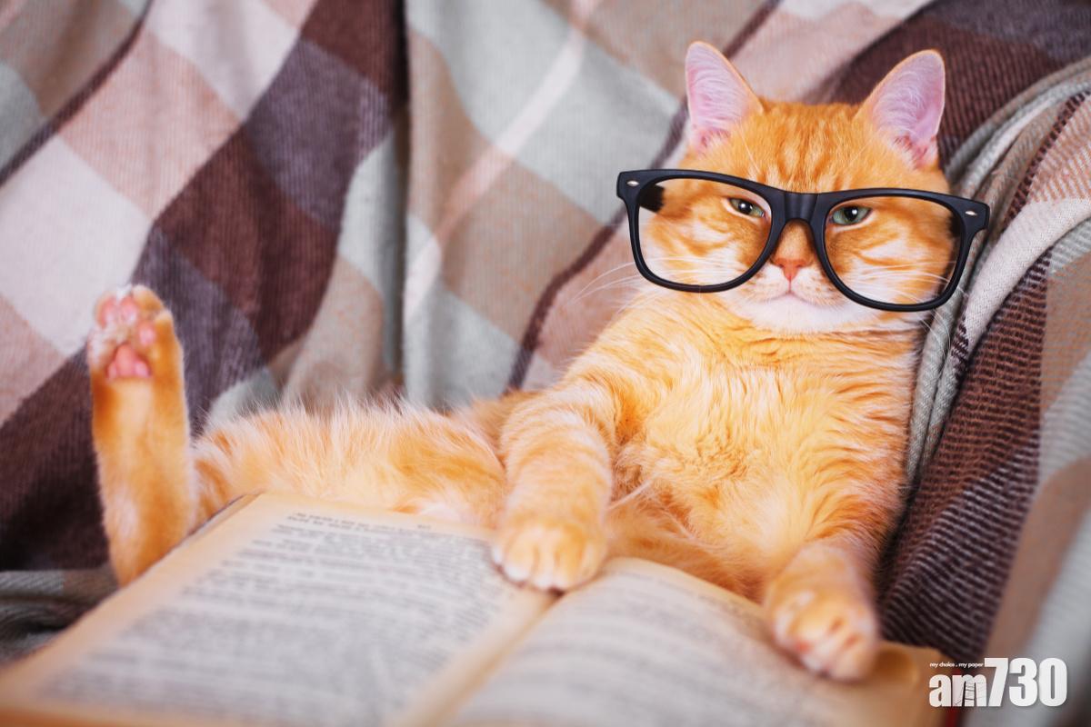 搵SIRI幫隻貓改名？ 