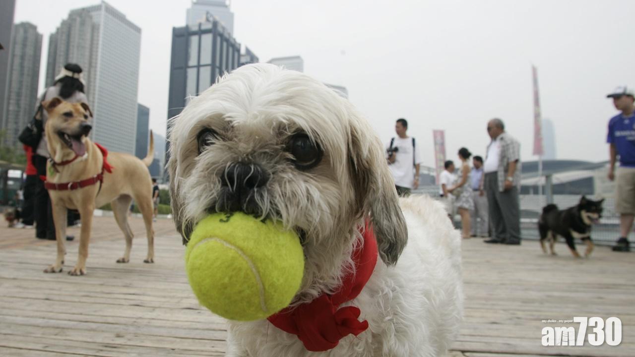 政府修例｜撞傷貓狗司機須停車報警  不顧而去或遭檢控