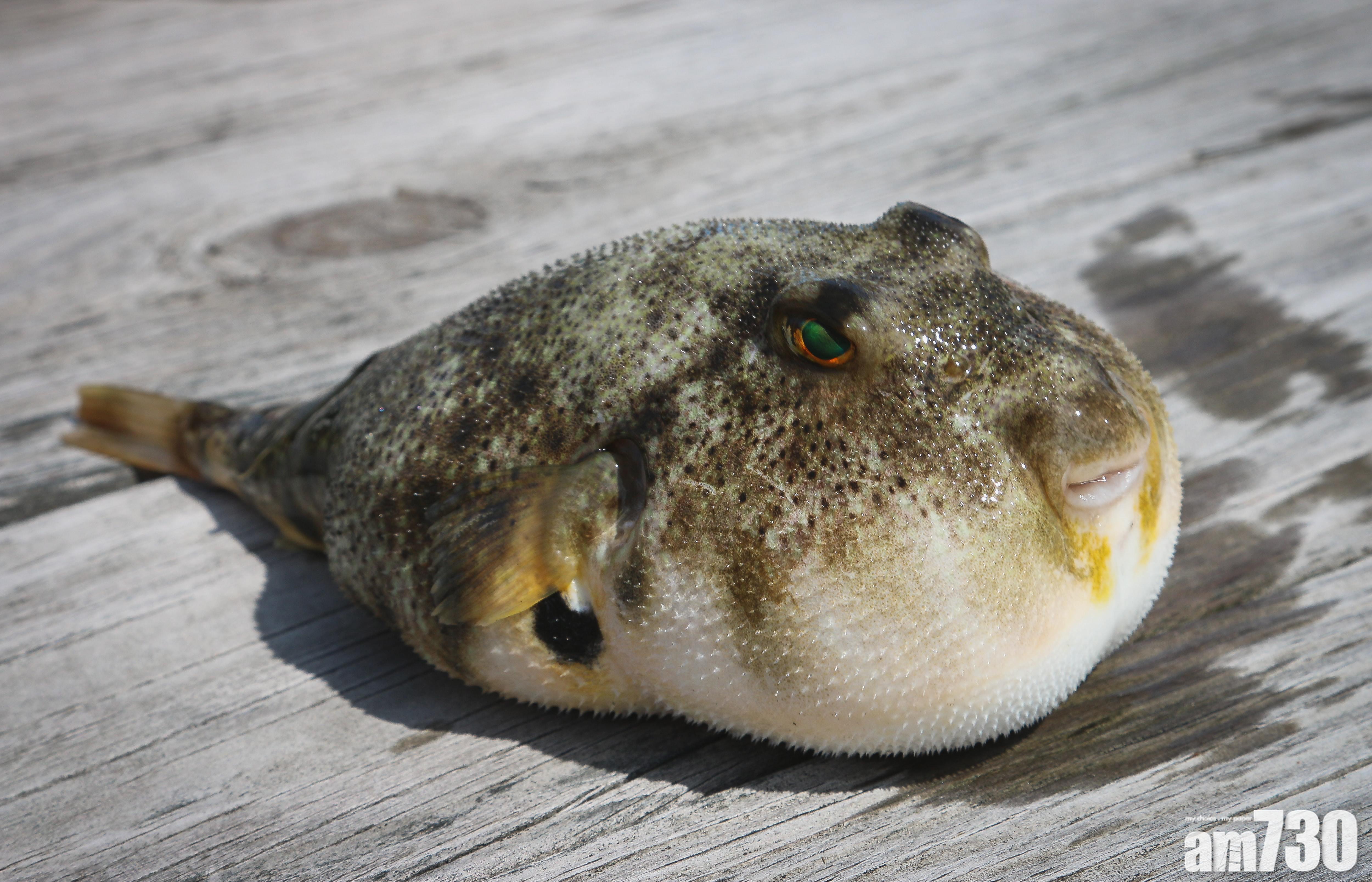 切勿進食｜兩女疑食河豚魚子後中毒　衛生防護中心調查