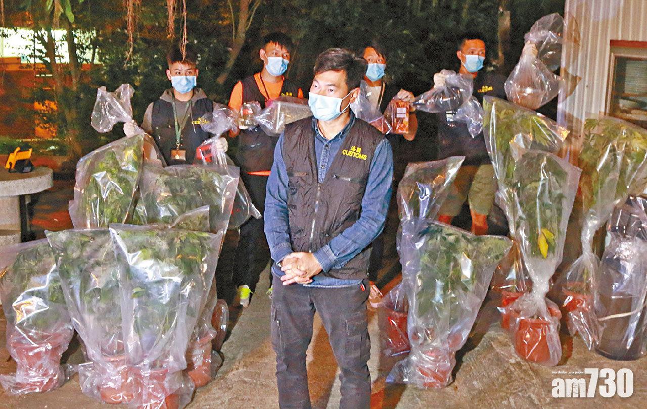 西貢村屋變大麻種植場 檢13棵 吳耀漢女疑涉案