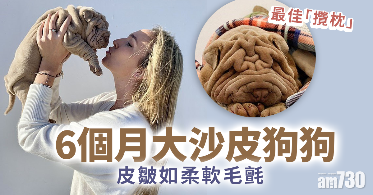 可愛｜6個月大沙皮狗狗  皮皺如柔軟毛氈