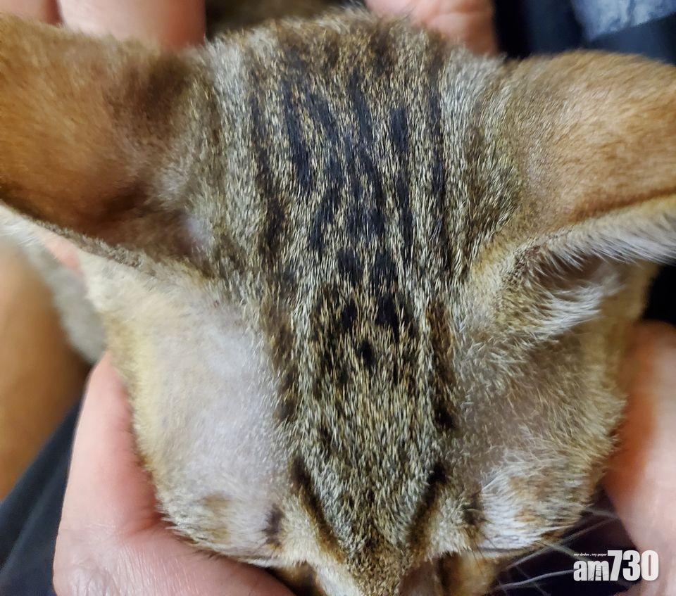 毛孩天地｜貓奴驚悉主子額紋揭性格　網民傳相：求大師睇吓