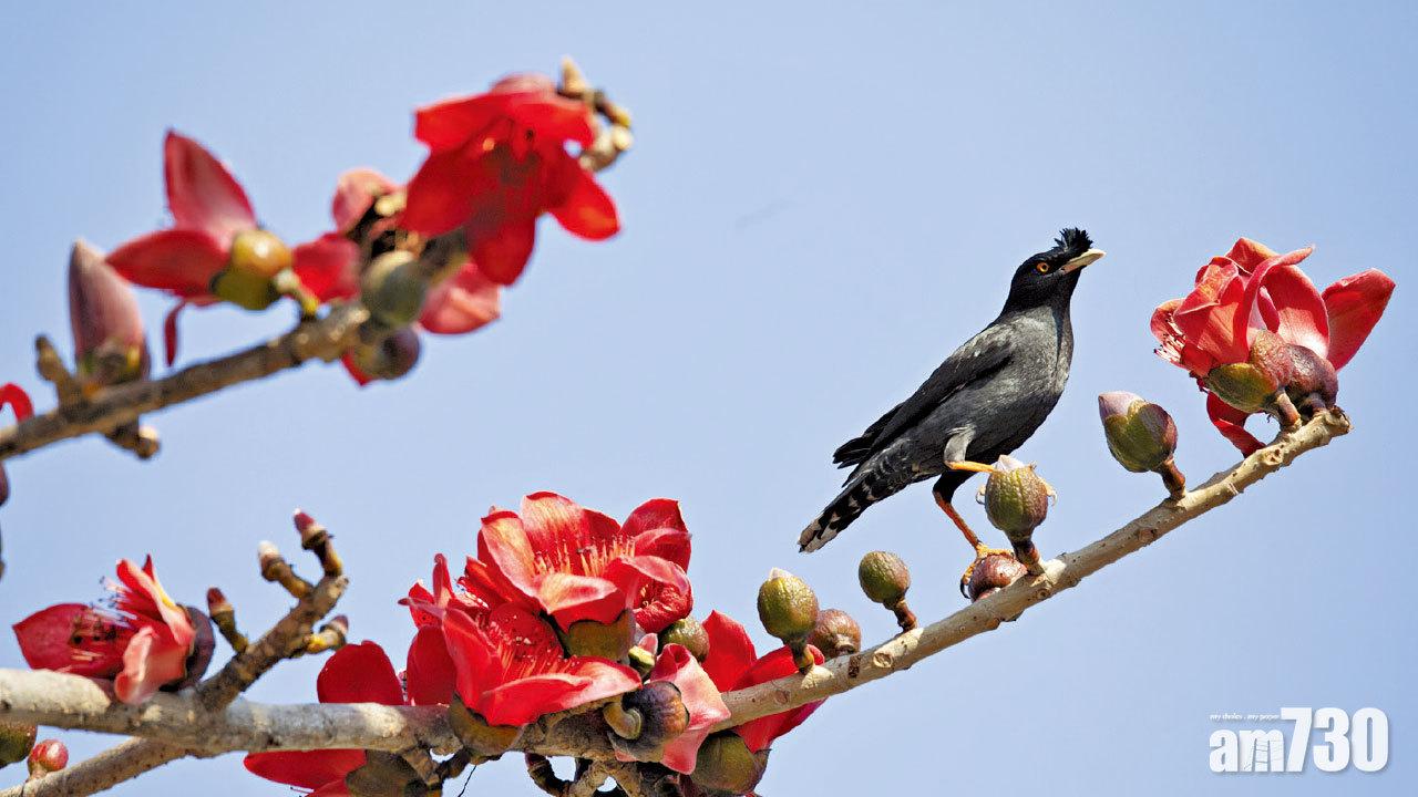 【圖遊】春暖賞木棉