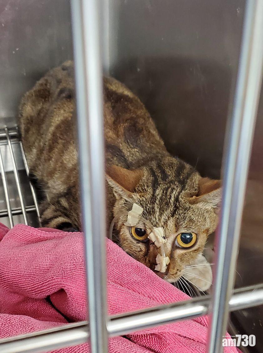 毛孩天地｜難產母貓尋暫托　留院逾十日沒睡覺