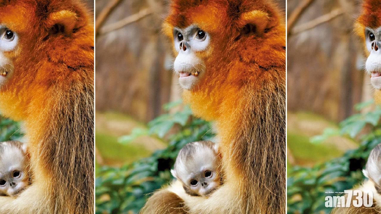 添新成員 24企鵝B 11月相繼破殼而出  港產川金絲猴寶成3月壽星