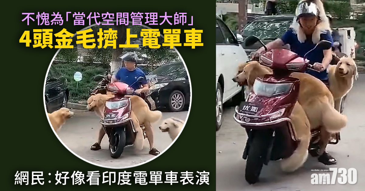 網上熱話｜4頭金毛擠上電單車  網民︰好像看印度電單車表演