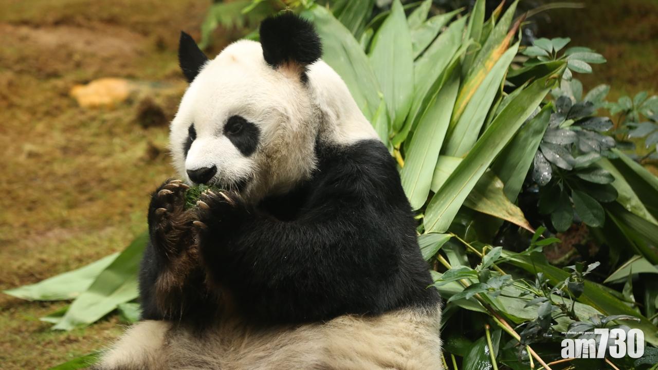 海洋公園｜大熊貓盈盈樂樂進入發情期 展館今起關閉