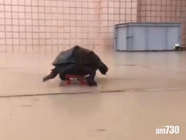 網上熱話｜龜龜玩滑板 網民︰真正的極速傳說