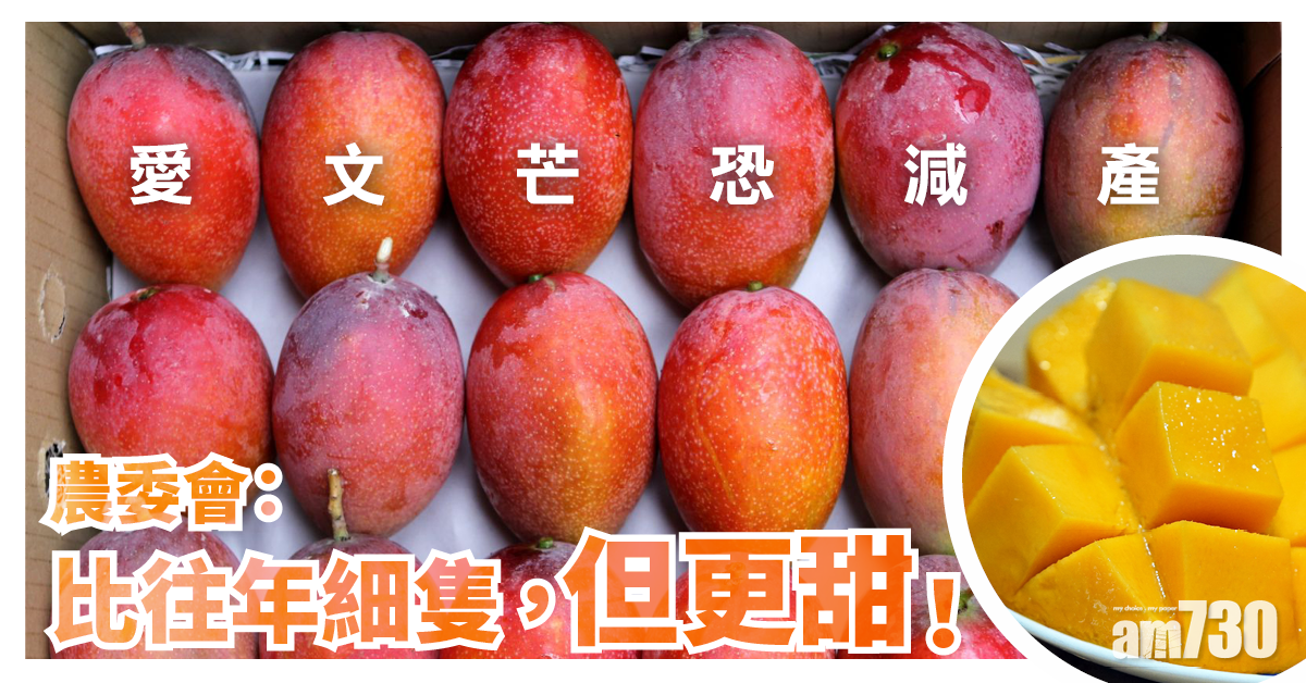 台灣乾旱｜愛文芒恐減產 農委會：比往年細隻但更甜