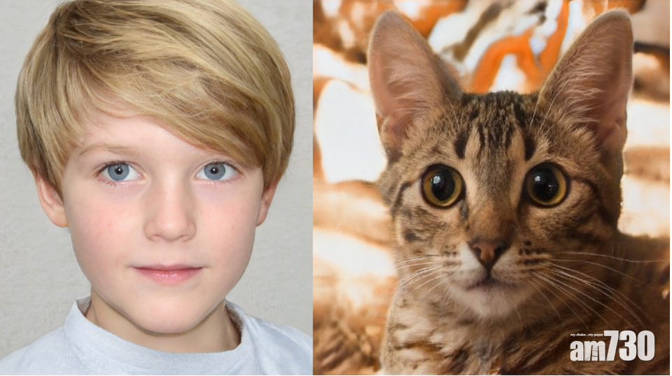 有圖無真相丨用AI生成貓貓相片