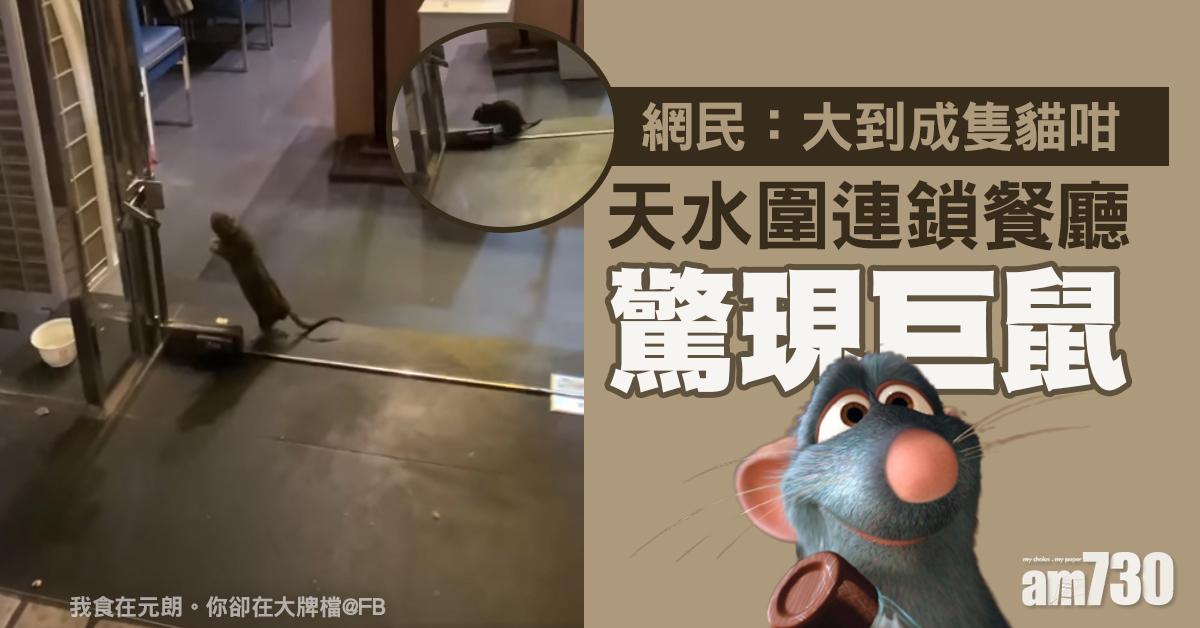 網上熱話｜天水圍連鎖餐廳驚現巨鼠　網民：大到成隻貓咁