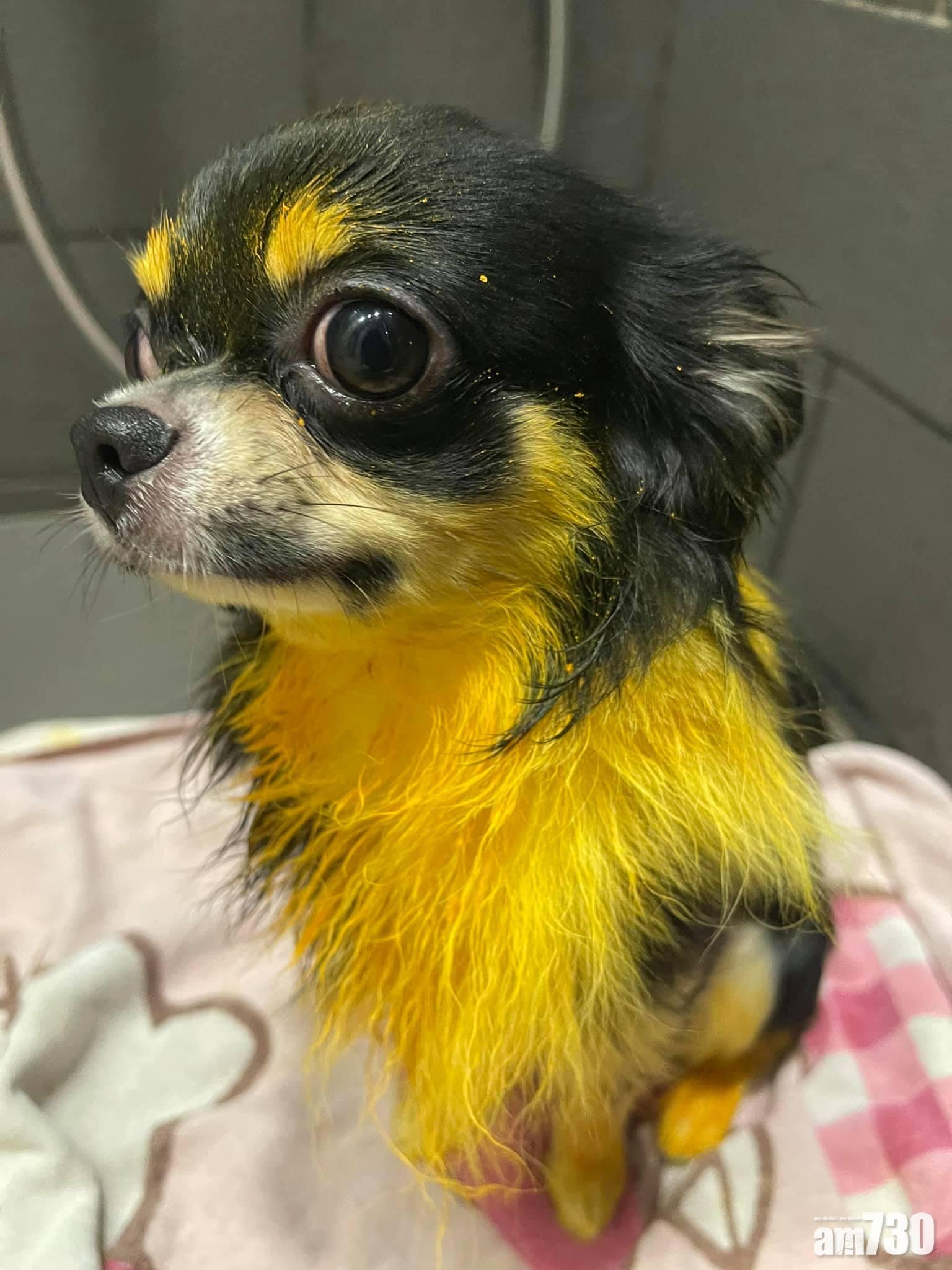 毛孩天地｜愛犬「染髮」變比卡超　網民反常沒批鬥虐待？