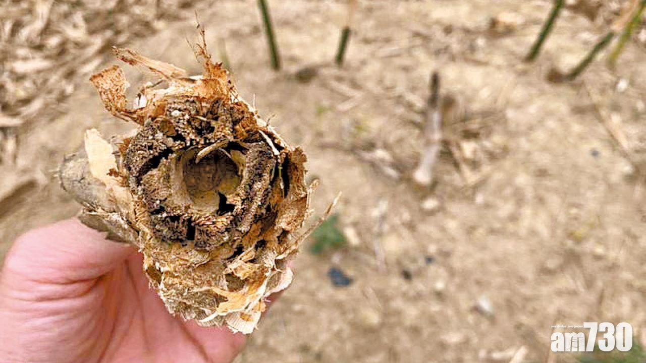 旱情惡化 急挖12口井 台中竹筍量減 茶葉量料跌兩成